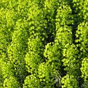 Euphorbia characias ssp.wulfenii'